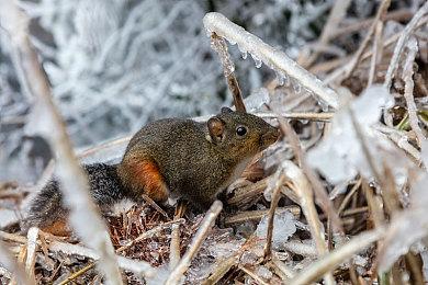 《无限试驾：太阳王冠》跳票至2023年 PS4＆Xb1版被取消
